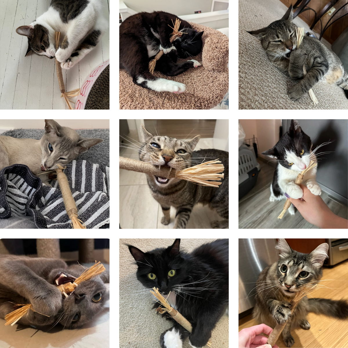 🐱Natural Silvervine Dental Sticks